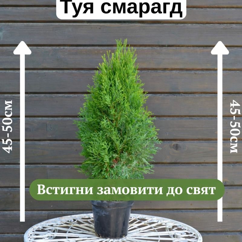 ЖИВА ОГОРОЖА БЕЗ КЛОПОТУ