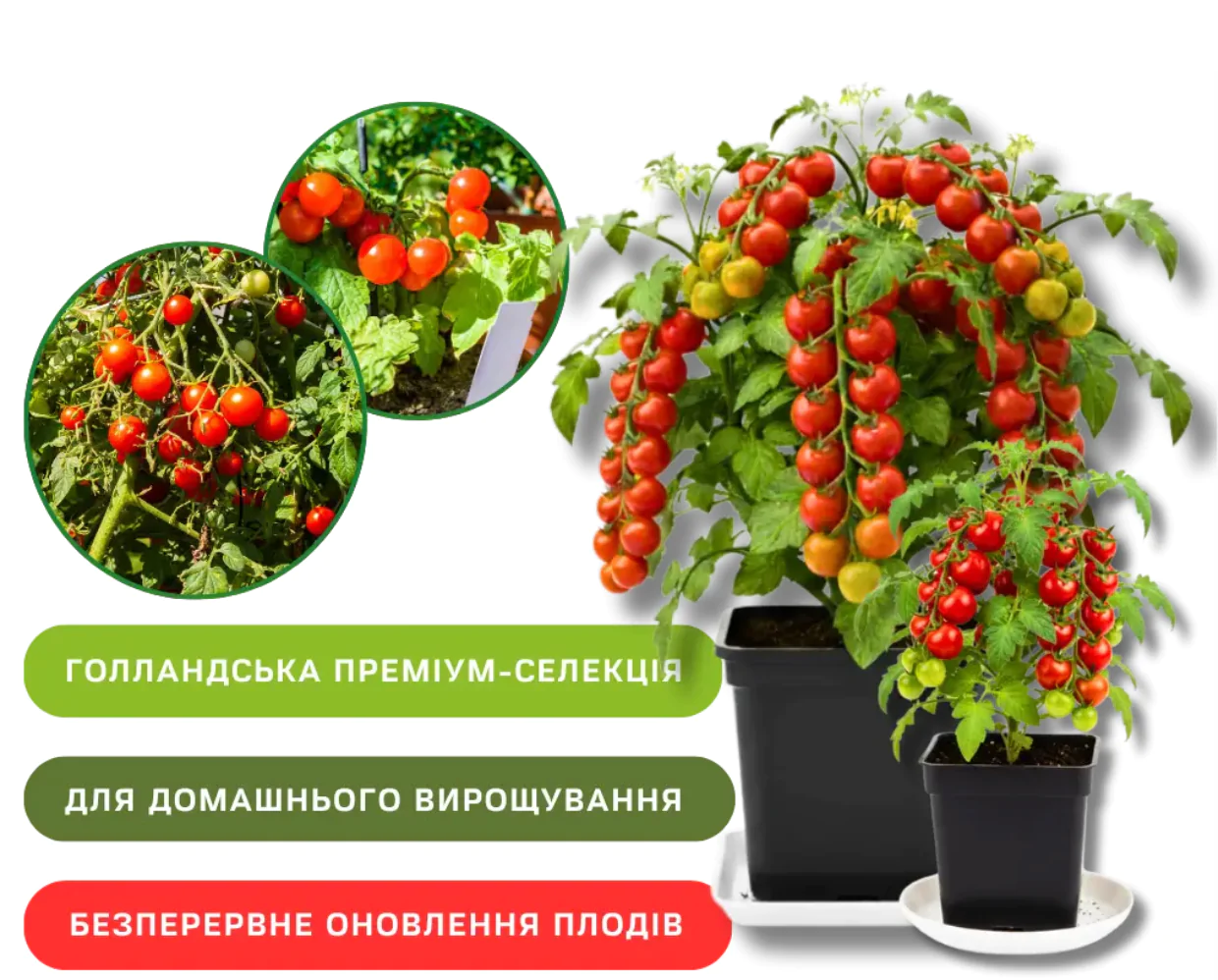 ШВИДКОРОСЛИЙ КІМНАТНИЙ ТОМАТ ЧЕРРІ «КАЙОЛЛО»