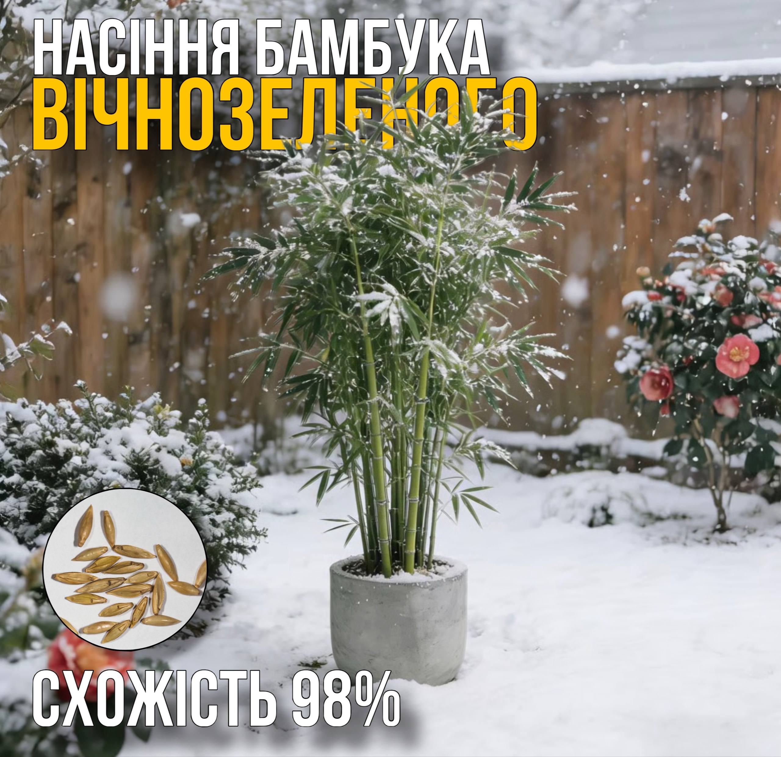 ВІЧНОЗЕЛЕНИЙ БАМБУК