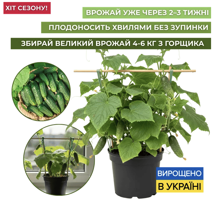 Кімнатний огірок "Кріспіо", який плодоносить хвилями просто у вашій квартирі!